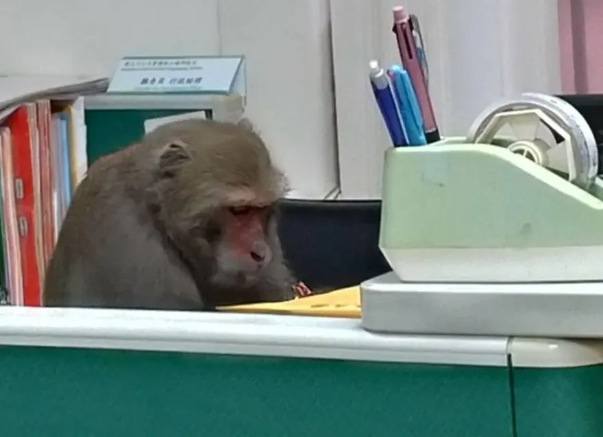 全台首創！學生遭獼猴搶劫可獲「被害補償金」　中山大學每餐最高賠100元