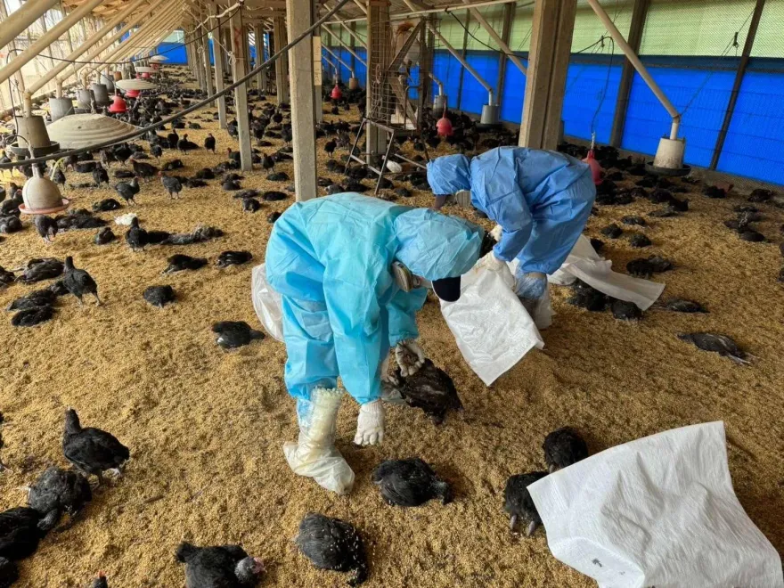 快訊/虎尾鎮土雞場爆H5N1禽流感疫情！撲殺1.1萬黑羽土雞
