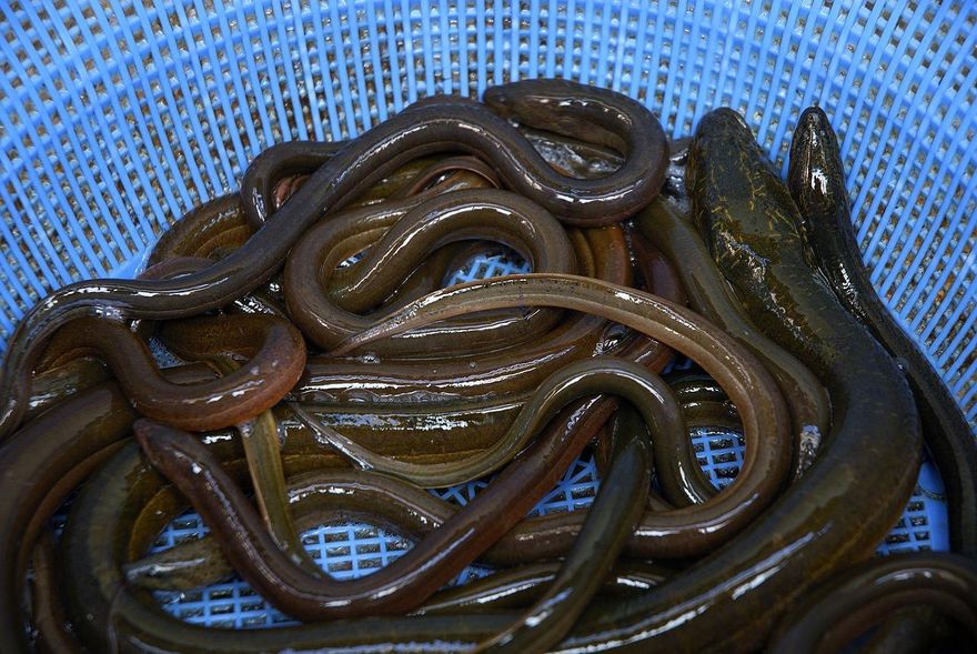 怎麼進去的？男子腹部劇痛疑有異物　醫師開刀竟夾出「30cm活鰻魚」