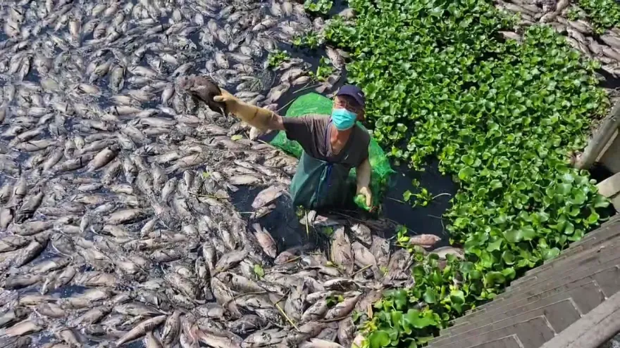 影/密集恐懼症！台中頭汴坑溪逾萬尾魚暴斃翻肚　「覆蓋水面」飄惡臭