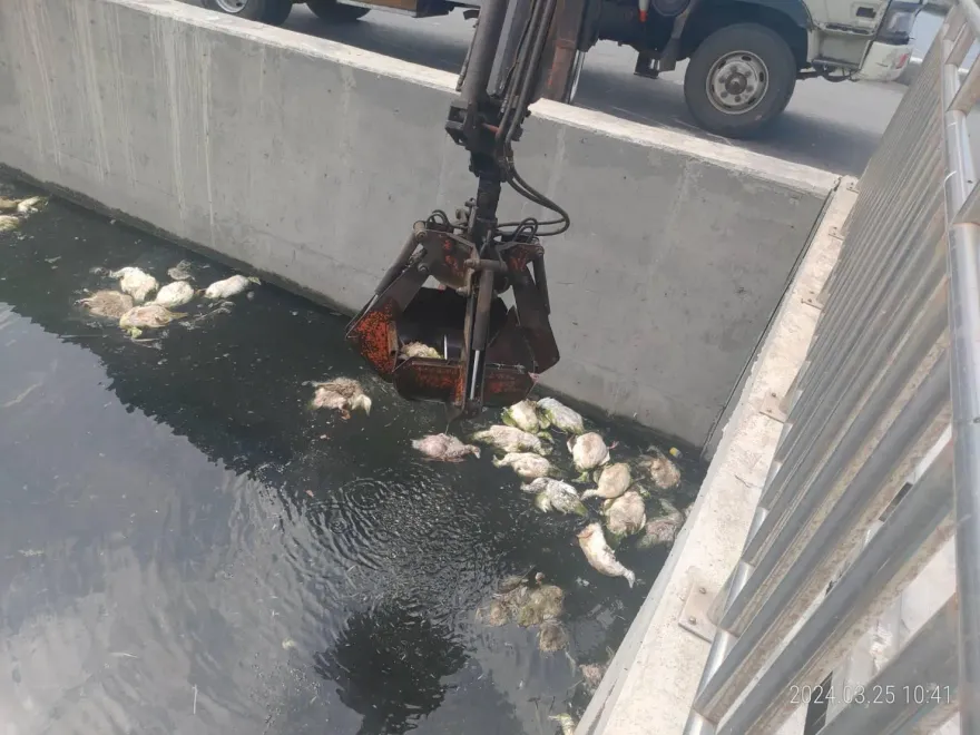 580鴨屍棄海堤、排水溝！大量覆蓋水面腫脹發惡臭　追元兇最重罰百萬