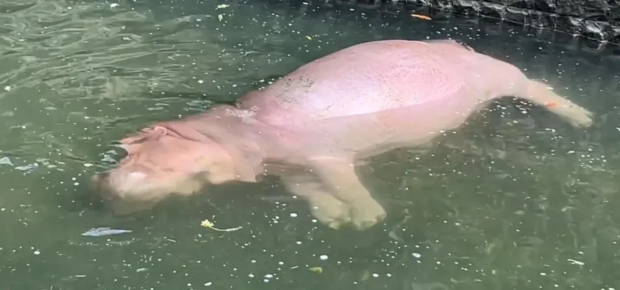 嚇死人！壽山動物園「漂浮河馬」側躺一動不動　網爆笑：差點助念
