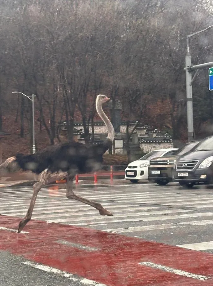 影/南韓鴕鳥大逃獄「車陣中狂奔」　被卡車撞上竟命大沒事
