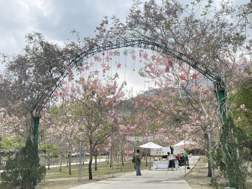 影/300株花旗木綻放！南化「蜜糖慶花季」3/31浪漫登場　上百攤位創歷年新高