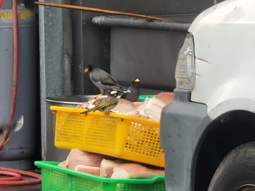 台中控肉飯食材擺路邊！鳥踩五花肉狂吃　網嘆：店家1招大家繼續吃