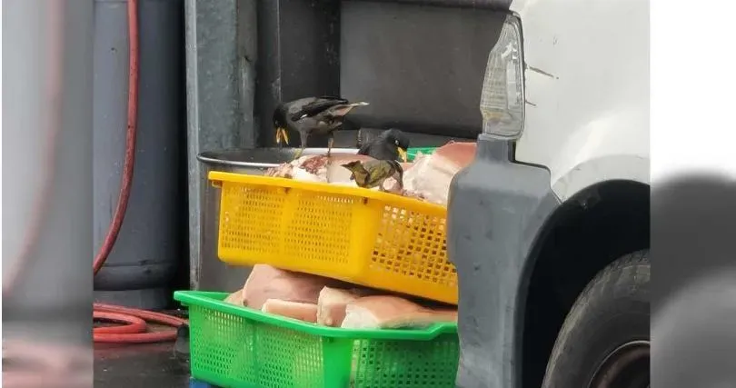 台中知名爌肉飯「豬肉晾路邊」任鳥啄！最高可罰2億罰鍰