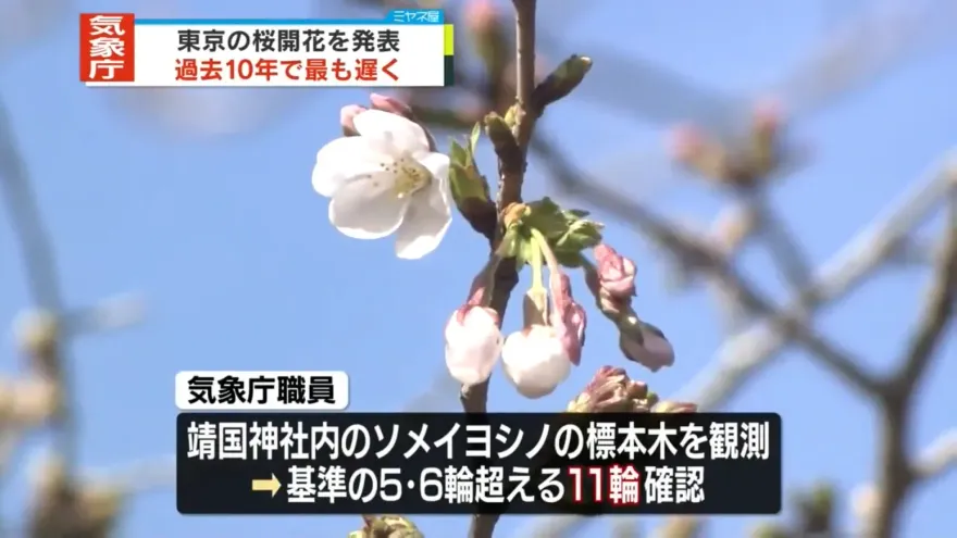 影/低溫花期大遲到！東京櫻花29日終於開了　創10年最晚