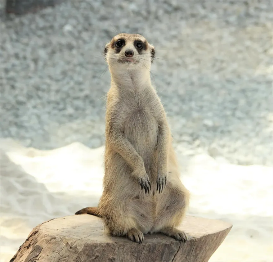 狐獴出沒！鹿爺爺農場「親近動物體驗」　兒童節假期好吃好玩