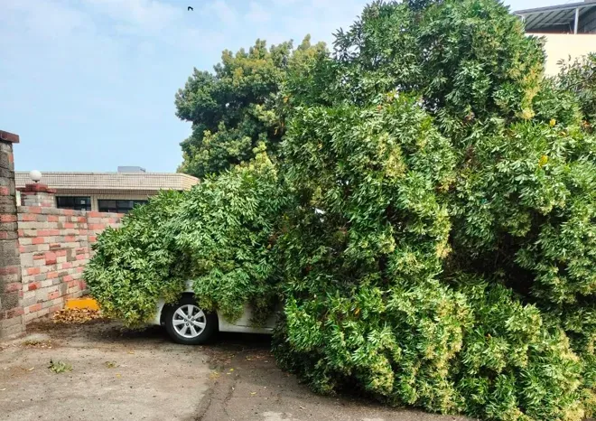 苗栗一早狂風暴雨！銅鑼中興工業區路樹突斷「壓壞2輛車」