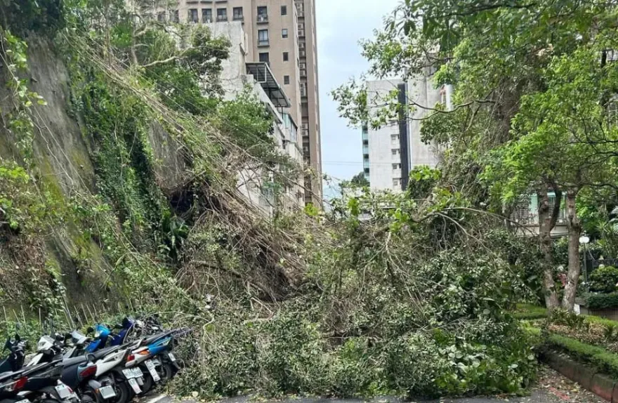 北市降雨吹強風！內湖站施工圍籬脫落、路樹傾倒釀1傷