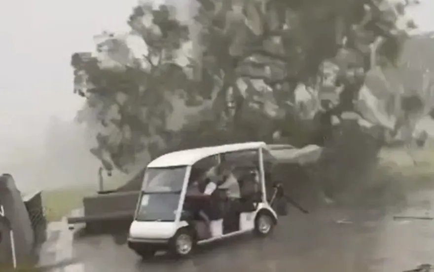 影/狂風暴雨襲淡水！高球車驚險閃過倒下的50年老樹