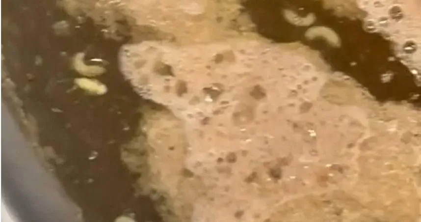 滿滿高蛋白！火鍋吃到一半驚見「20隻蛆」漂湯面　自嘲：是蛆蛆鍋