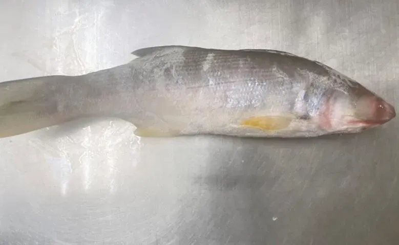 快訊/國產午仔魚出包！竟檢出「還原型孔雀綠」　屏衛生局開罰6萬