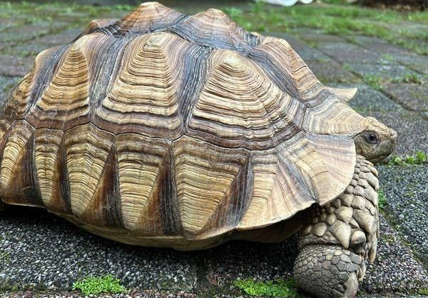竹北菜園驚見保育類「蘇卡達象龜」　疑頑皮蹺家迷路了
