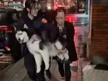 影/二哈陪主人北上探親！一個move跑好幾公里　腳受傷「被抱回」…罰綁牽繩
