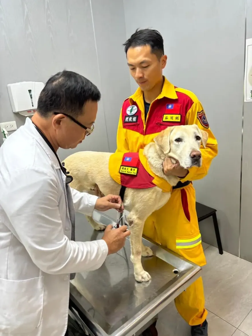 高雄4隻搜救犬任務結束！Roger健檢抽血「表情哀怨」　檢查結果曝