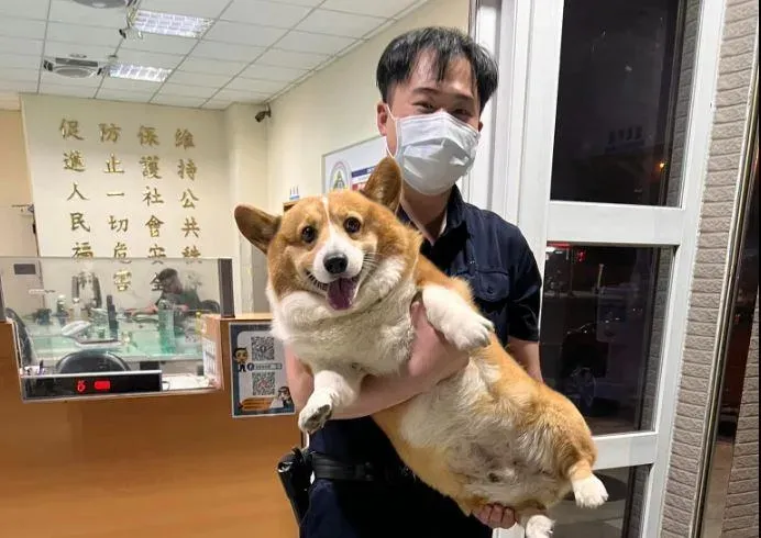 胖柯基迷路攔便車被送派出所！　警協尋公告曝「腿短搔不到頭」...飼主秒認出