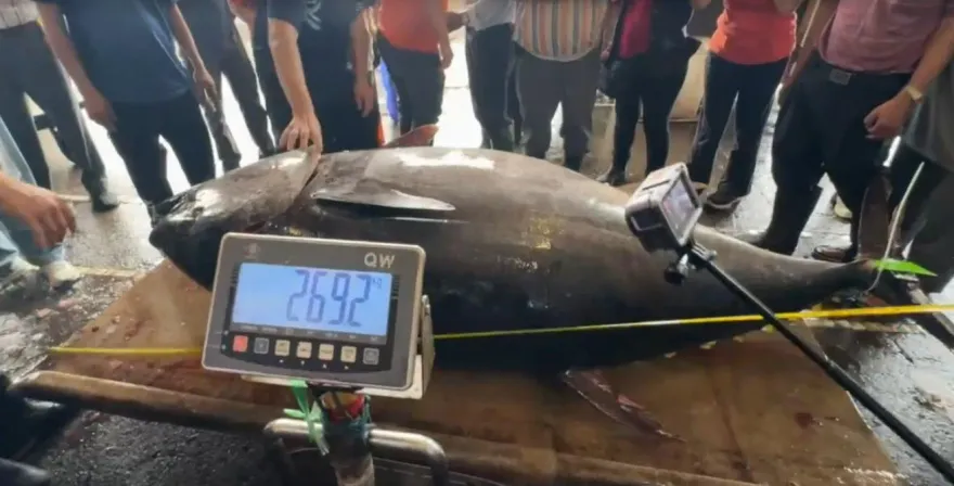 影/全國第一鮪！蘇澳「再發668號」捕獲269公斤黑鮪魚　創首次「連莊」紀錄