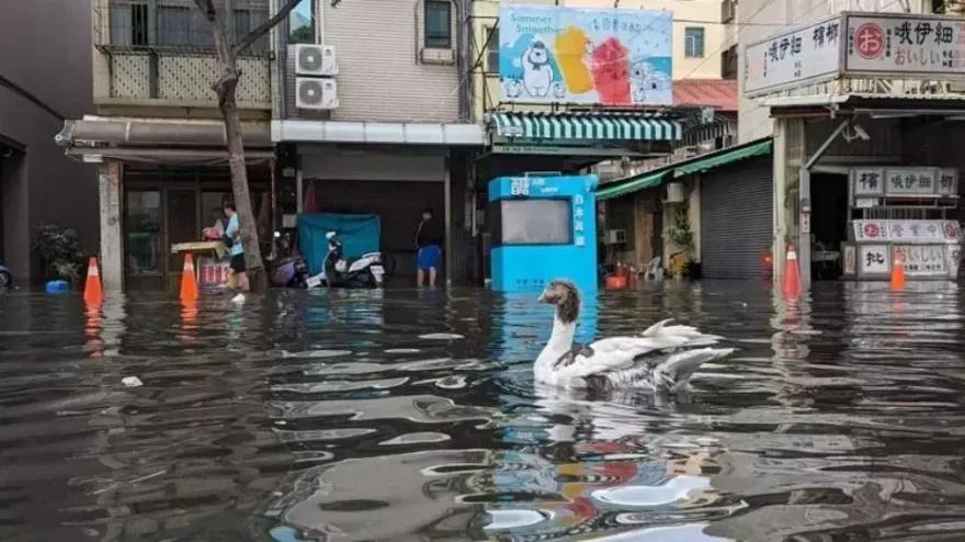 逢大潮就淹！旗津海水倒灌「家具全泡湯」　水利局：改善工程年底前完工