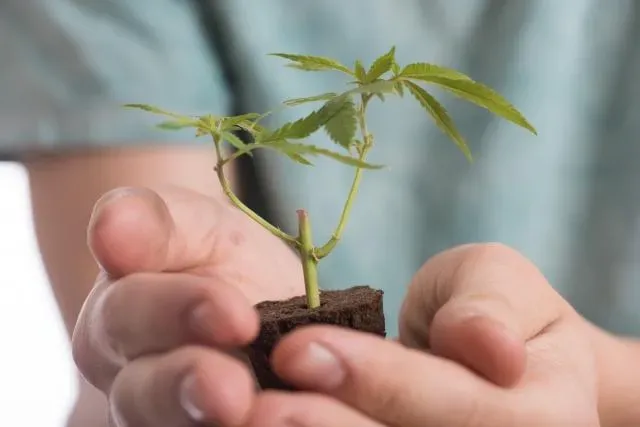 吸大麻恐造成「心血管疾病」！醫示警：對未成年腦部發育傷害甚大