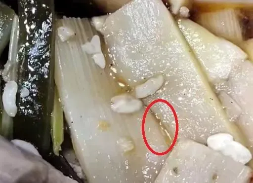 影/打開餐盒蛆在爬！桃園4.5星燒臘飯出事　「保護色」活體蠕動畫面曝