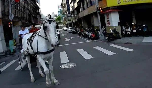一生一次要浪漫！台中街頭驚見「馬車娶親」　警：未申請路權將罰