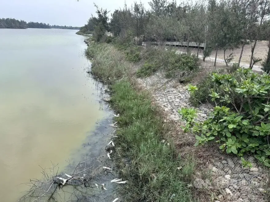 缺活水致水質優養化　口湖椬梧滯洪池上千魚屍曝岸邊