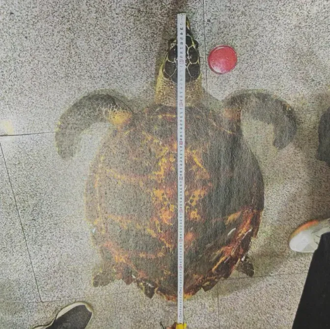 迷信玳瑁能「闢邪鎮宅」　陸男花3.6萬購買標本反被判刑