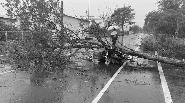 彰化郵差雨天送信被樹砸死！事發經過影像曝　阿姨剛好經過見姪子倒地