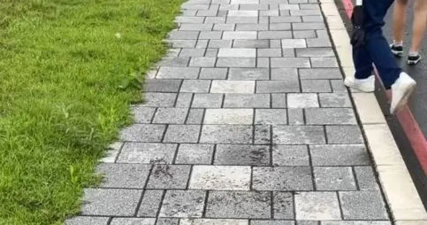 花蓮規模6.1地震有預兆？她前晚目睹「蟲蟲大軍+群鳥飛走」　網朝聖：真的震了
