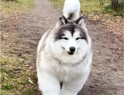 從小想當狗！牧羊犬男再進化　再升級「2細節」超精緻