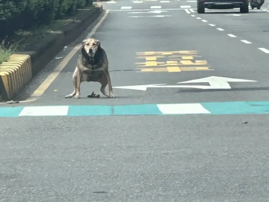 逆向行「屎」！狗狗蹲路口拉黃金　網笑：微罪不能檢舉