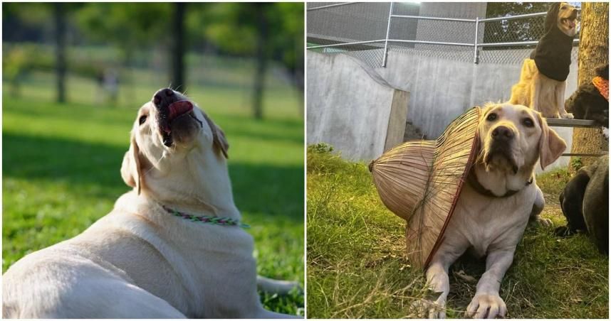 新北5歲搜救犬「木蘭」癌逝　領犬員淚崩：何其有幸與你相遇