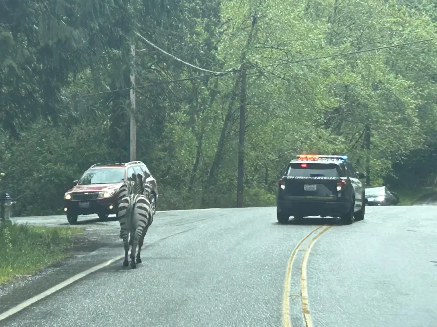 真實版馬達加斯加！4隻斑馬公路上跳車逃亡　目擊者看到傻眼