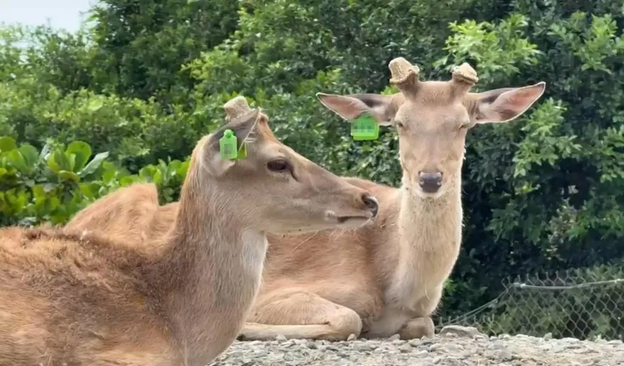盜獵猖獗！墾丁驚傳「梅花鹿慘遭斬首」　居民：暗夜槍響難眠