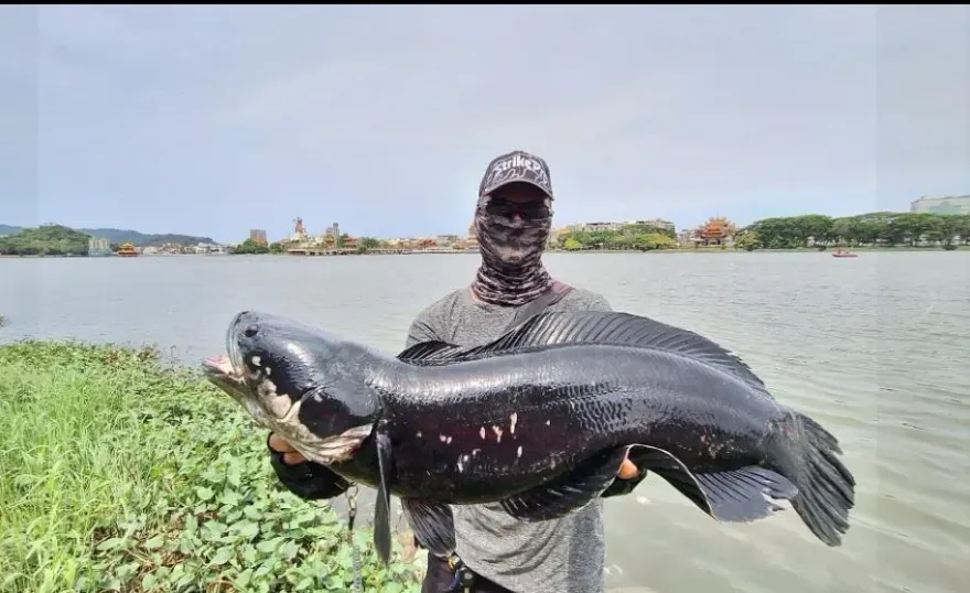 高雄釣到粗壯「生態殺手」！蓮池潭驚見80公分長魚虎　釣客：僵持10多分鐘