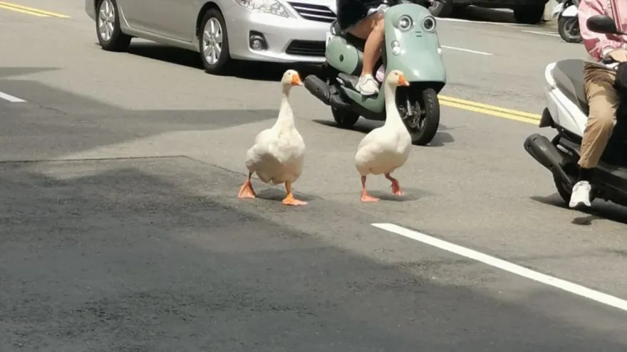 新竹2隻大白鵝「沒牽繩」萌逛大街！路人出手抓鵝　飼主縱容嗆：出車禍我負責
