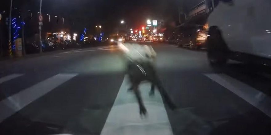 現實版惡靈古堡！黑狗突從車窗跳下　騎士急剎反應速度超神