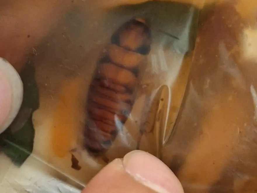 整包羹湯驚見蟑螂身軀！超噁畫面曝光　「老闆整鍋沒倒掉」還繼續賣
