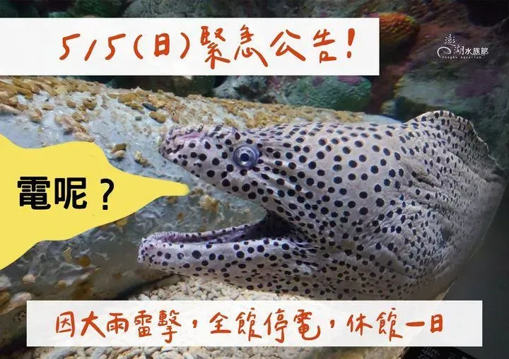 影/澎湖水族館「遭雷擊停電」被迫休館！損失上百萬　苦笑：用電鰻發電可以嗎
