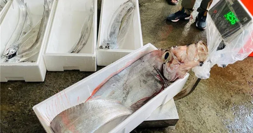才捕獲2.5公尺地震魚！傍晚連2次規模5.9強震　船長認：數量比往年多