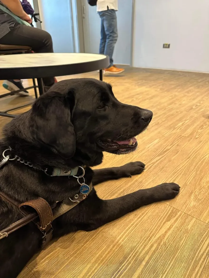 把導盲犬趕出店全網炸鍋　炸雞名店道歉了：已懲處員工