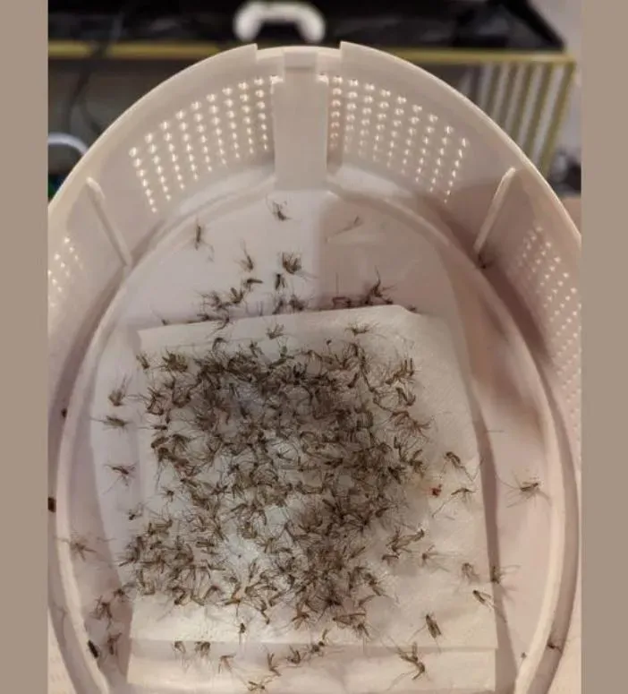捕蚊燈+雪芙蘭竟是「滅蟲高手」！密密麻麻網驚呆：九代團聚了