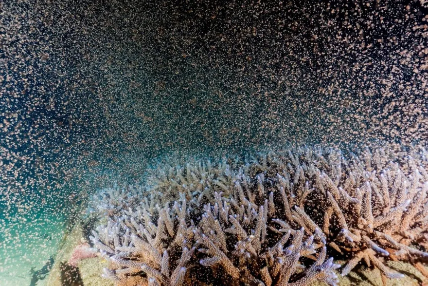 影/「粉紅潮」再現！澎湖珊瑚產卵大爆發　海底星空夢幻景象曝光