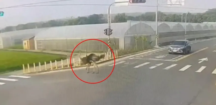影/比人還高！烏日「鴕鳥夫妻檔」混入車流一起跑　駕駛一開窗嚇爆
