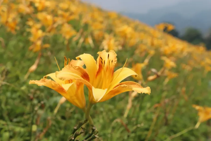 苗栗大湖「金針亮亮賞花節」5/25登場　800米花廊盛放金黃花海