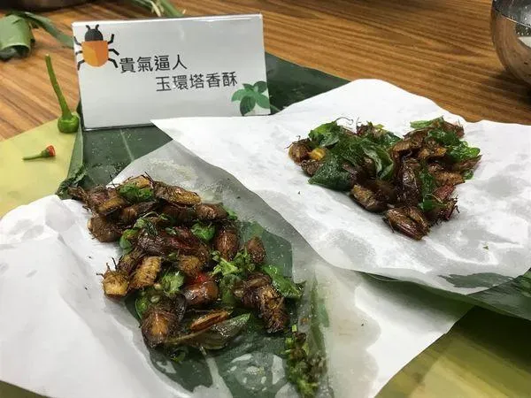 林業署「炸荔枝椿象吃」惹議！食藥署：若當食材賣最重罰2億