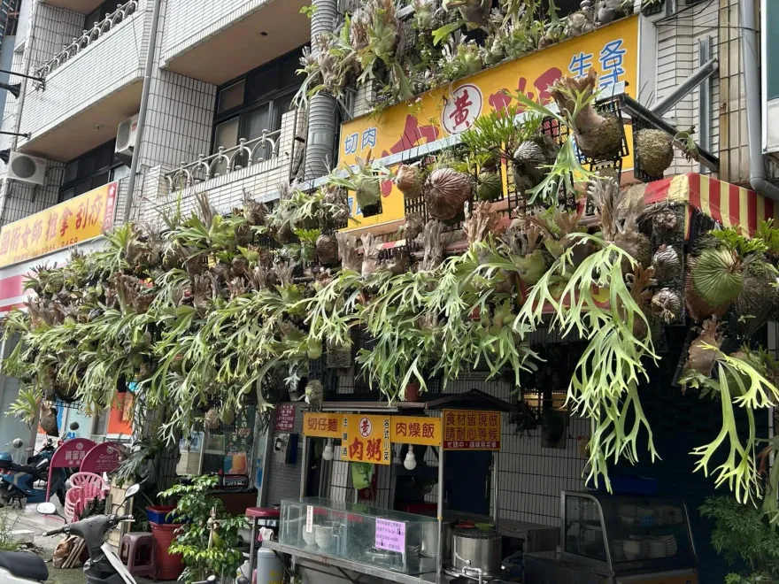 鹿角蕨富翁！肉羹店「罩頂如頭髮」　網跪喊：真是有錢人