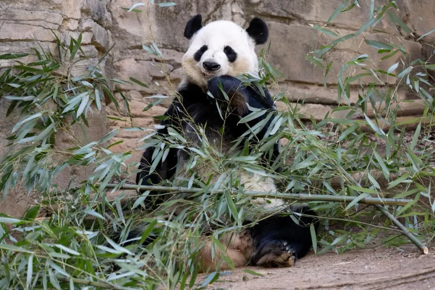 又受虐？網傳旅美大貓熊「洋洋」口吐白沫、挨餓暈倒　陸官方：誤會！