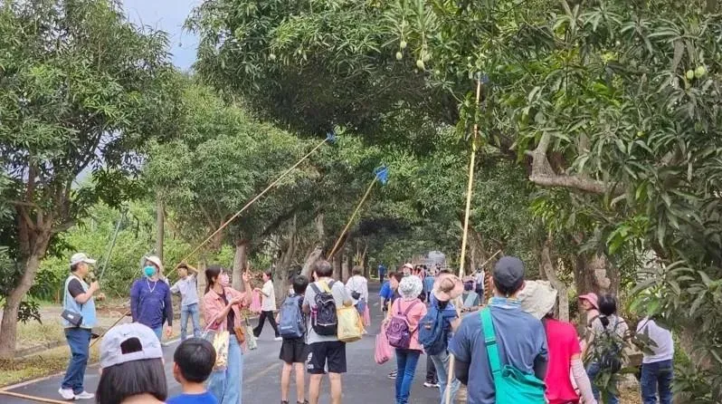 打芒果！「果然愛上你了」年度採果樂明開跑　望明綠色隧道雙向「封閉2小時」